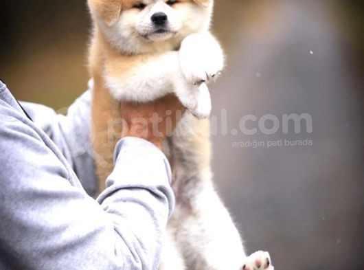 Japon Akita İnu Yavruları görsel