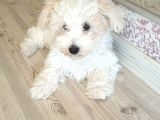 Maltese Terrier Sahibinden Çok Özel,4 Aylık Erkek