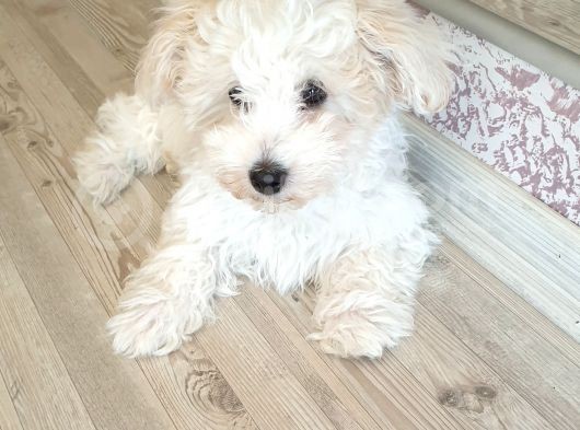 Maltese Terrier Sahibinden Çok Özel,4 Aylık Erkek görsel
