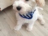Maltese Terrier Sahibinden Çok Özel,4 Aylık Erkek