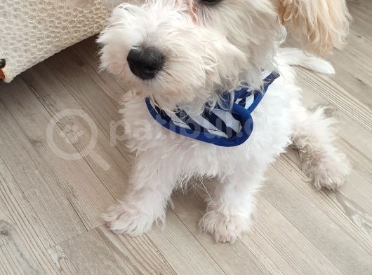 Maltese Terrier Sahibinden Çok Özel,4 Aylık Erkek görsel