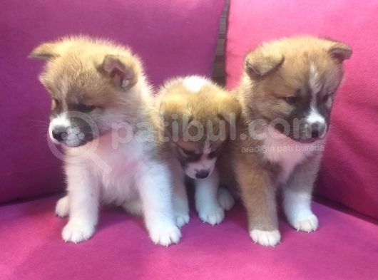 Safkan Akita İnu Bebekler görsel