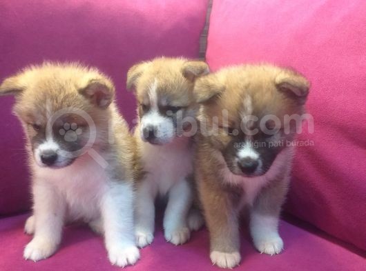 Safkan Akita İnu Bebekler görsel