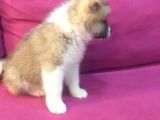 Safkan Akita İnu Bebekler