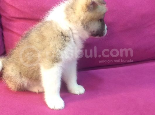 Safkan Akita İnu Bebekler görsel