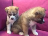 Safkan Akita İnu Bebekler