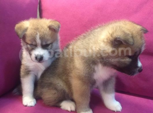 Safkan Akita İnu Bebekler görsel