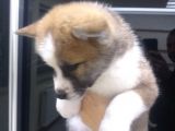 Safkan Akita İnu Bebekler