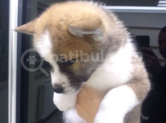 Safkan Akita İnu Bebekler