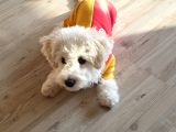 Maltese Terrier Sahibinden Çok Özel,4 Aylık Erkek