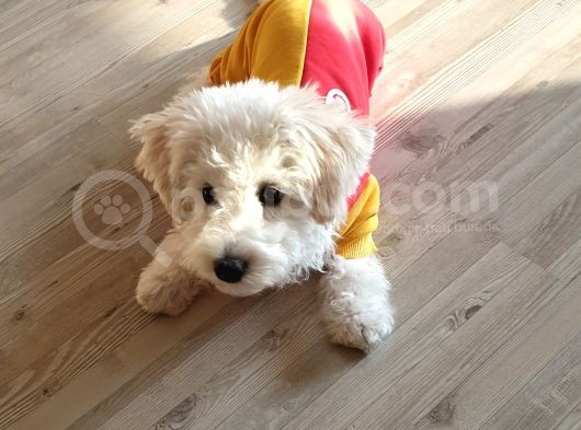 Maltese Terrier Sahibinden Çok Özel,4 Aylık Erkek görsel