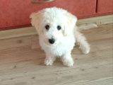 Maltese Terrier Sahibinden Çok Özel,4 Aylık Erkek