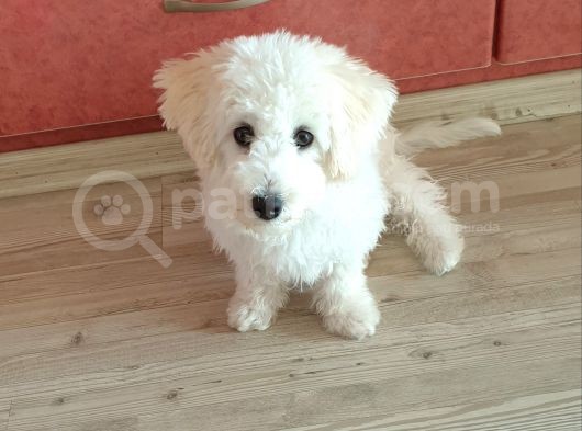Maltese Terrier Sahibinden Çok Özel,4 Aylık Erkek görsel