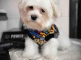 Maltese Yavruları