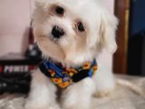 Maltese Yavruları