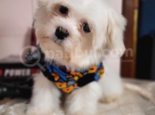 Maltese Yavruları