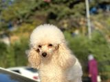 Yeti̇şki̇n Di̇şi̇ Toy Poodle 2.5 Kg