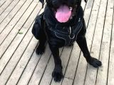 Cane Corso 1 Blue Erkek 1 Black Dişi