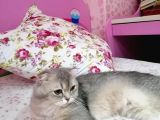 Şecereli̇ Golden  Erkek Scotish  Straight Ny11