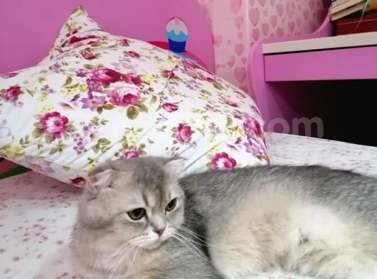 Şecereli̇ Golden  Erkek Scotish  Straight Ny11 görsel