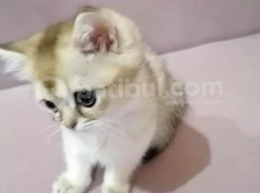 Şecereli̇ Golden  Erkek Scotish  Straight Ny11 görsel