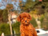 Red Brown Mi̇ni̇ Toy Yavrumuz