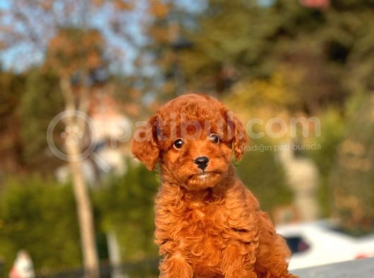 Red Brown Mi̇ni̇ Toy Yavrumuz görsel