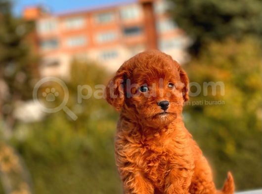 Red Brown Mi̇ni̇ Toy Yavrumuz görsel