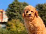 Sevi̇mli̇ Toy Poodle Bebekleri̇mi̇z