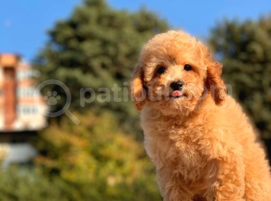 Sevi̇mli̇ Toy Poodle Bebekleri̇mi̇z