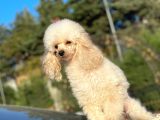 Yeti̇şki̇n Di̇şi̇ Toy Poodle 2.5 Kg