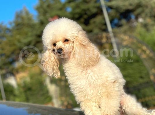 Yeti̇şki̇n Di̇şi̇ Toy Poodle 2.5 Kg görsel