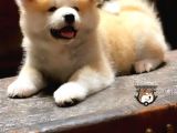 Japon Akita İnu Yavruları