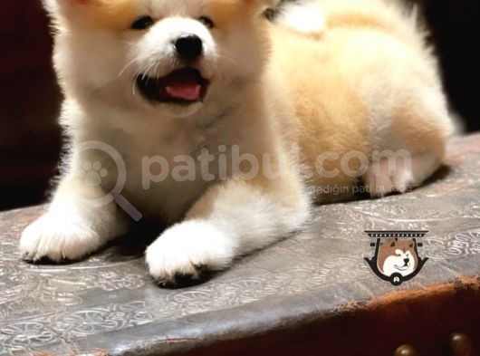 Japon Akita İnu Yavruları görsel