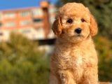 Sevi̇mli̇ Toy Poodle Bebekleri̇mi̇z