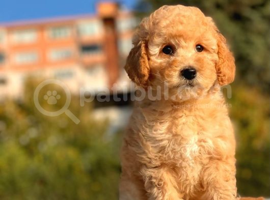Sevi̇mli̇ Toy Poodle Bebekleri̇mi̇z görsel
