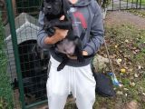 Cane Corso 1 Blue Erkek 1 Black Dişi