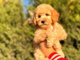Her Renk Toy Poodle Bebekler