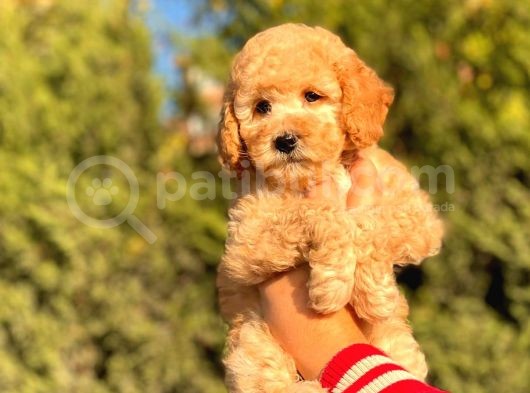 Her Renk Toy Poodle Bebekler