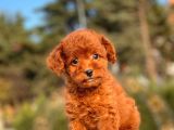 Red Brown Mi̇ni̇ Toy Yavrumuz