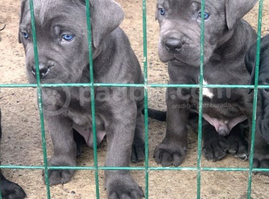 Cane Corso 1 Blue Erkek 1 Black Dişi görsel