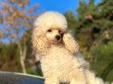 Yeti̇şki̇n Di̇şi̇ Toy Poodle 2.5 Kg