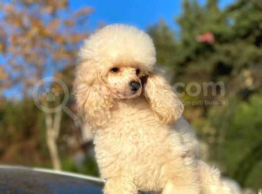 Yeti̇şki̇n Di̇şi̇ Toy Poodle 2.5 Kg görsel
