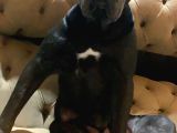 Cane Corso 1 Blue Erkek 1 Black Dişi