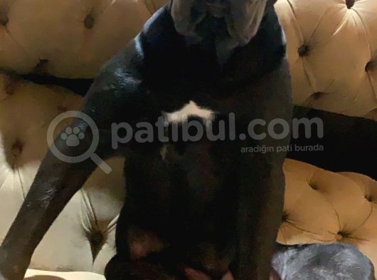 Cane Corso 1 Blue Erkek 1 Black Dişi görsel