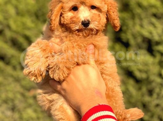 Her Renk Toy Poodle Bebekler görsel