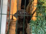 Cane Corso 1 Blue Erkek 1 Black Dişi