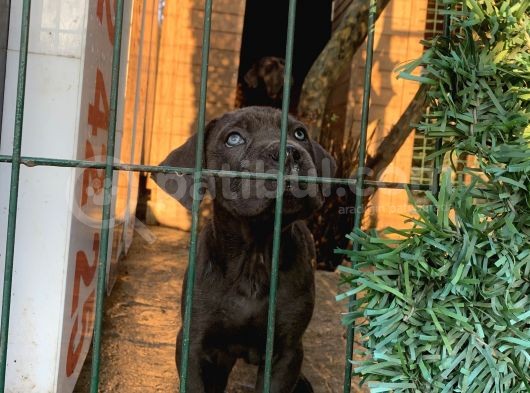 Cane Corso 1 Blue Erkek 1 Black Dişi görsel