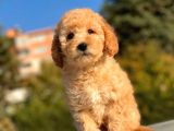 Sevi̇mli̇ Toy Poodle Bebekleri̇mi̇z