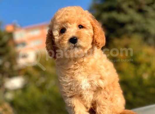 Sevi̇mli̇ Toy Poodle Bebekleri̇mi̇z görsel